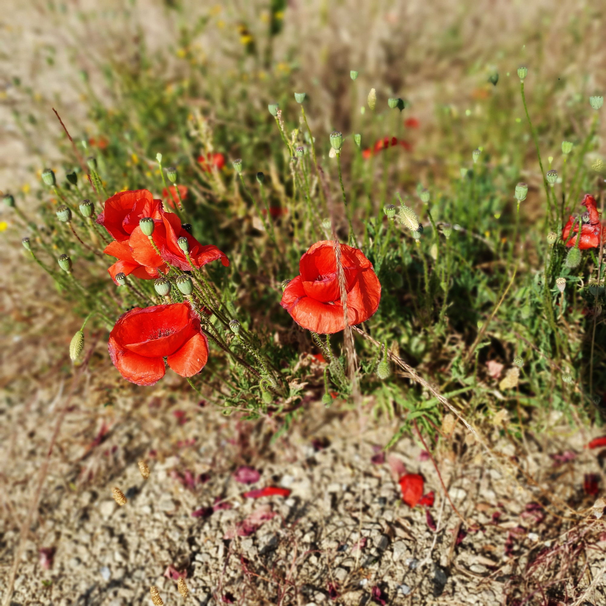 20200604_180758 T1_red