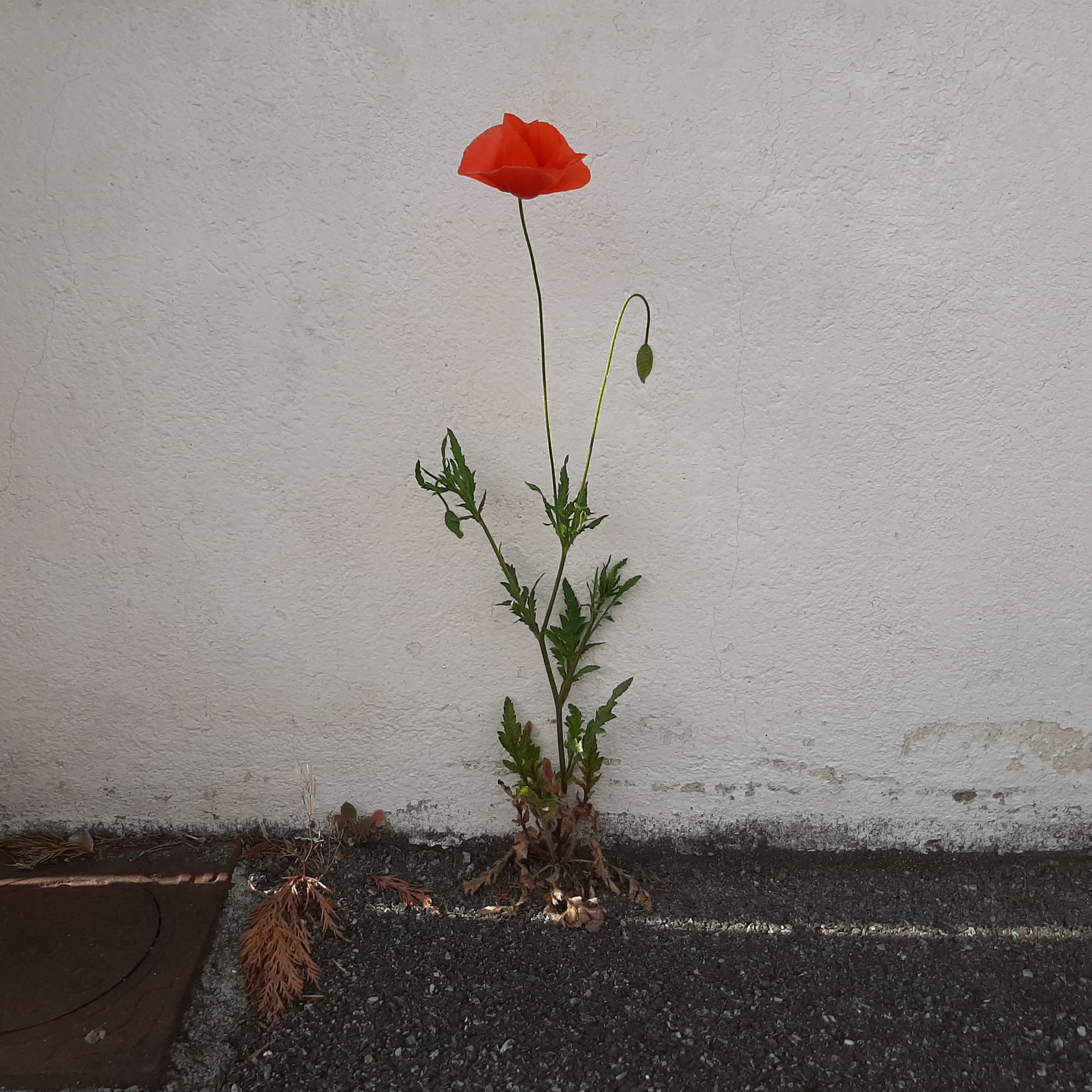 24_red
