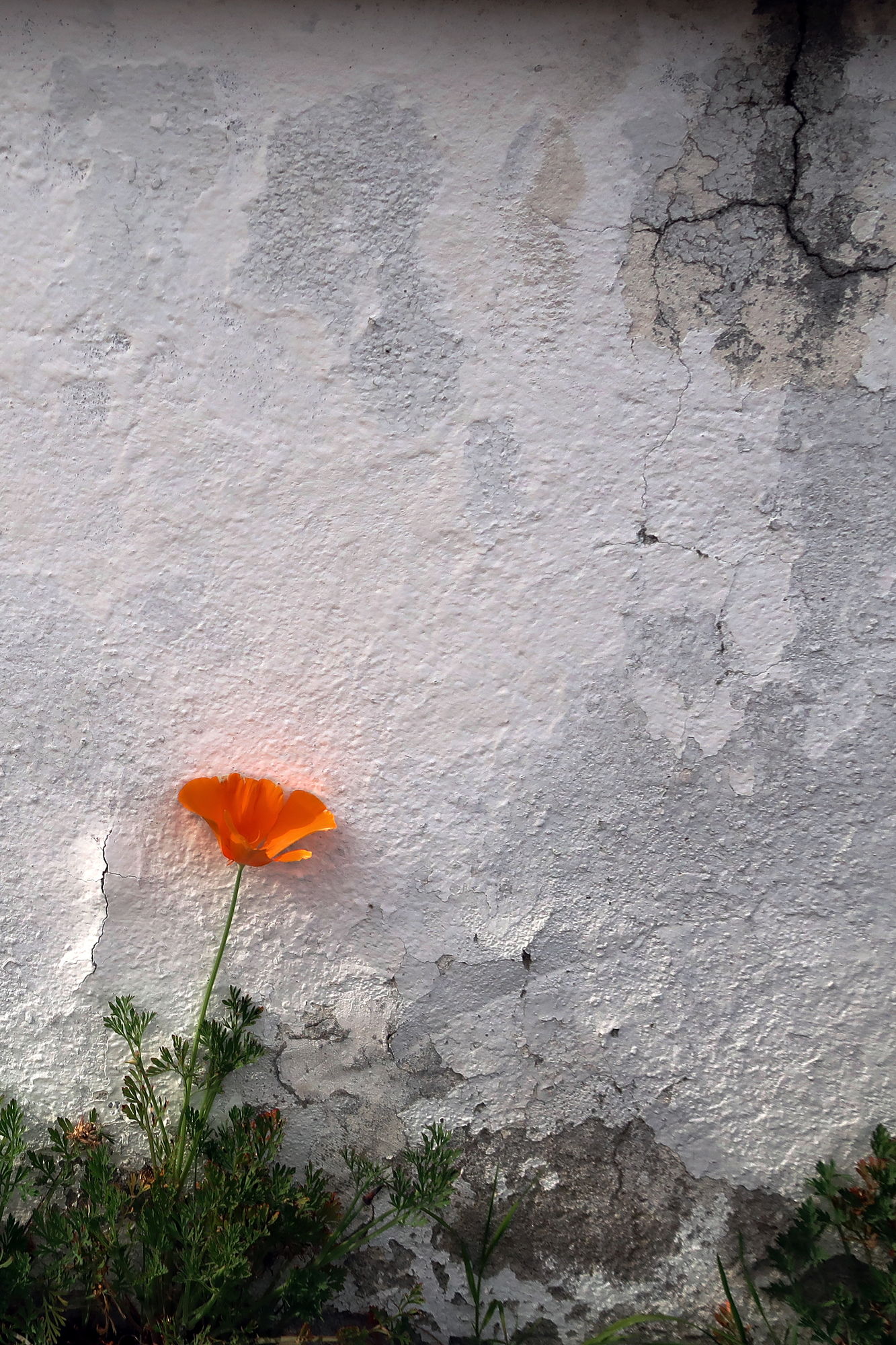 Fleurs des rues 2_red